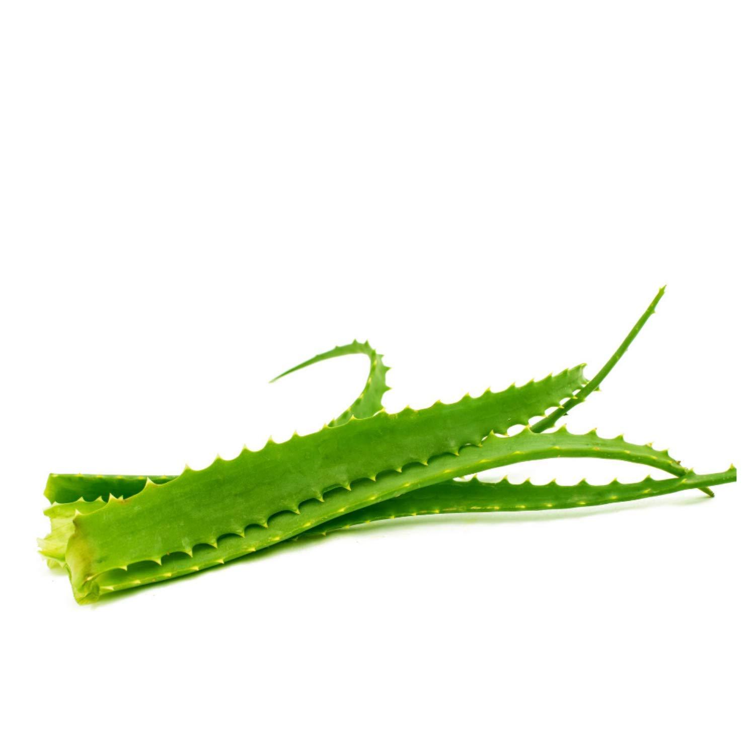 aloe vera gel and vitamin e Aloe Vera After Sun Gel 6oz main image 1