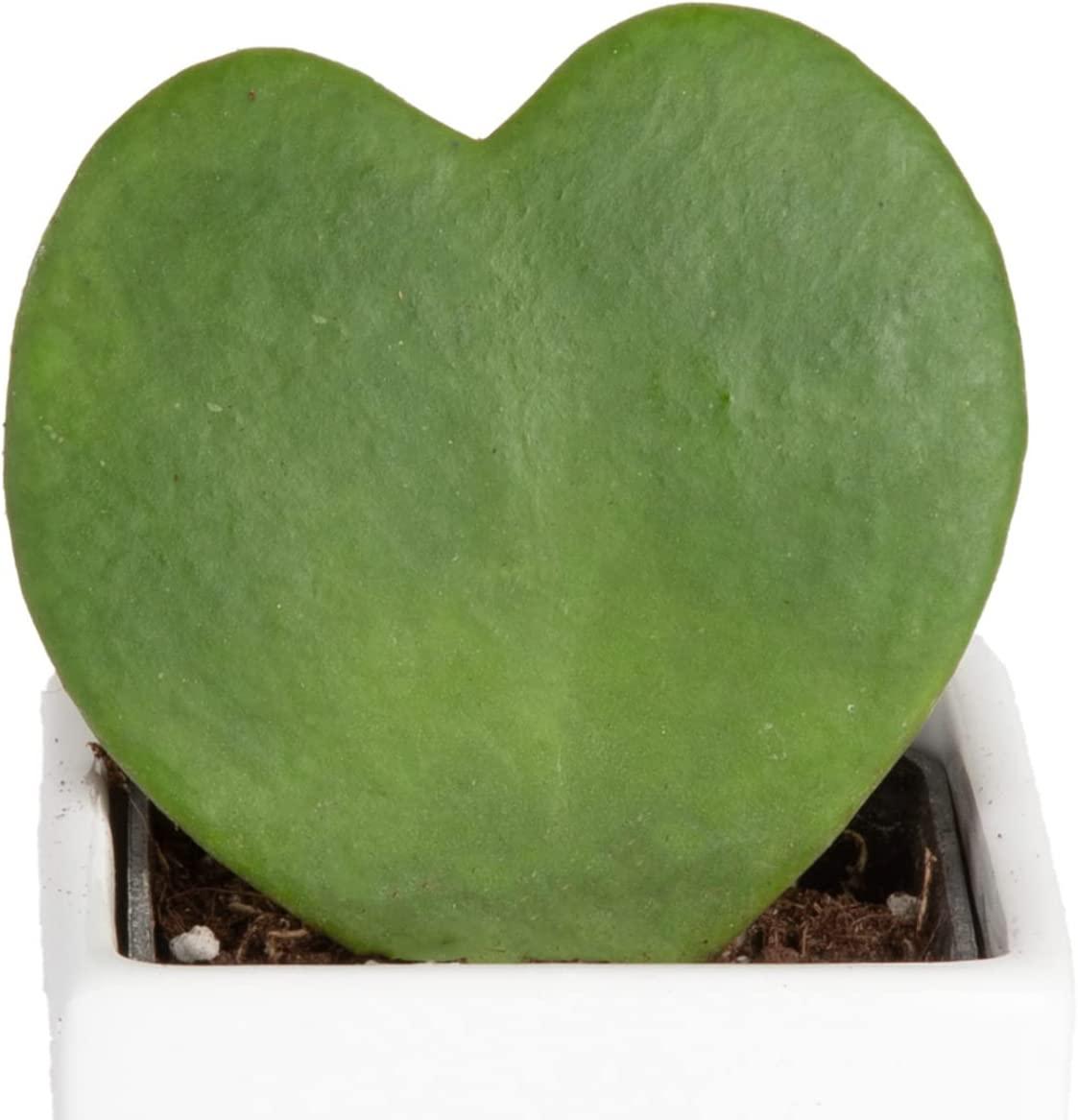Costa Farms Live Indoor Hoya Heart - Thumbnail 2