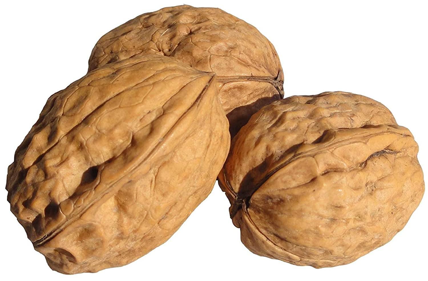In Shell Walnuts (1 Lbs.) Jumbo Natural California Walnuts Great