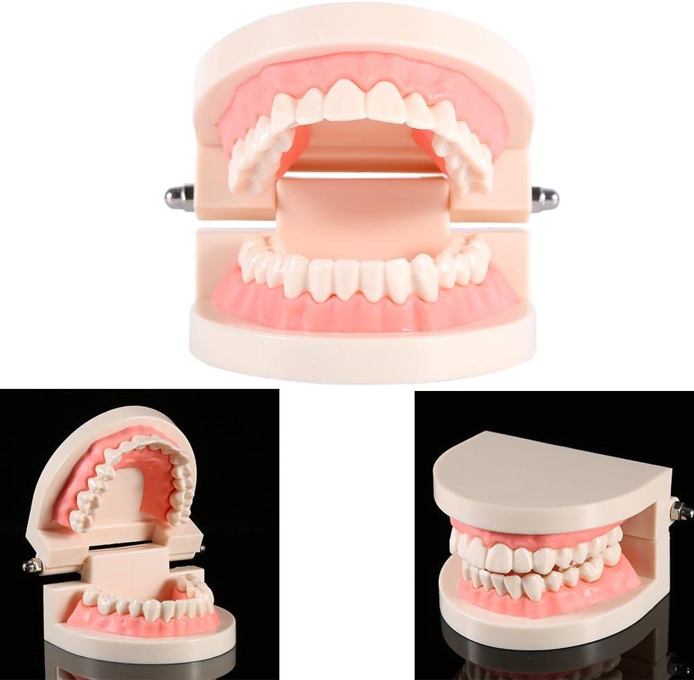 Syrisora 1 Piece PVC Tooth Model - Dental Teaching Aid for Kids ...