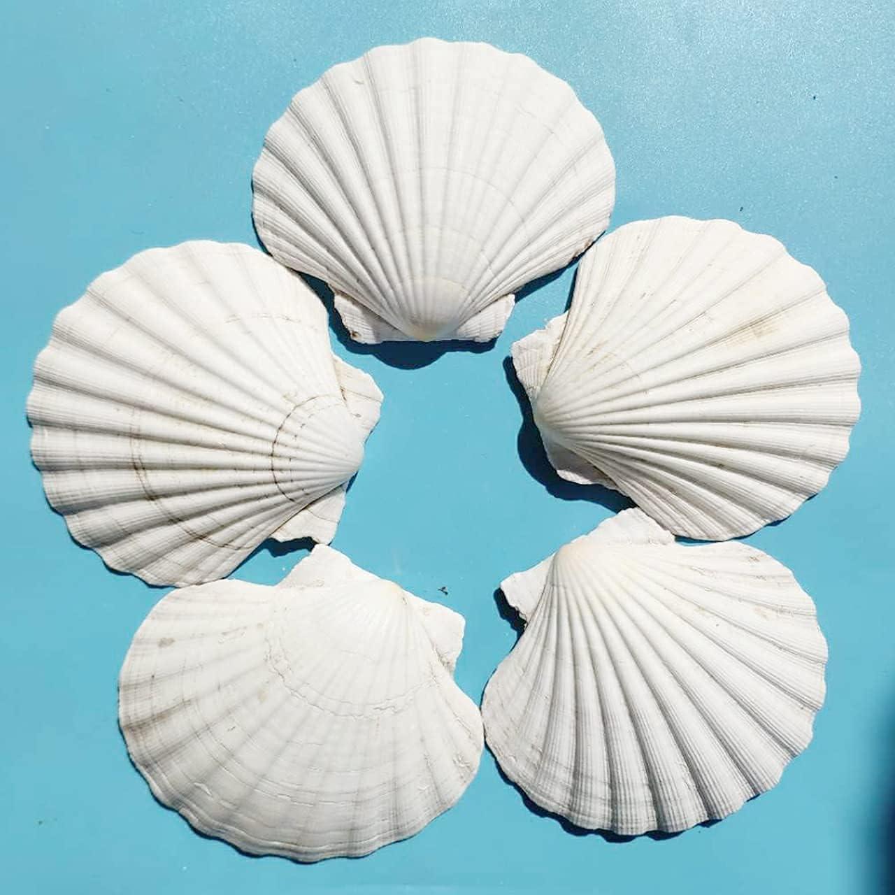 10PCS Large Natural Scallop Shells, 4''-5'' Large Shell for Crafts, DIY  Painting, Baking and Beach Wedding Decorations - Large White Seashells Bulk