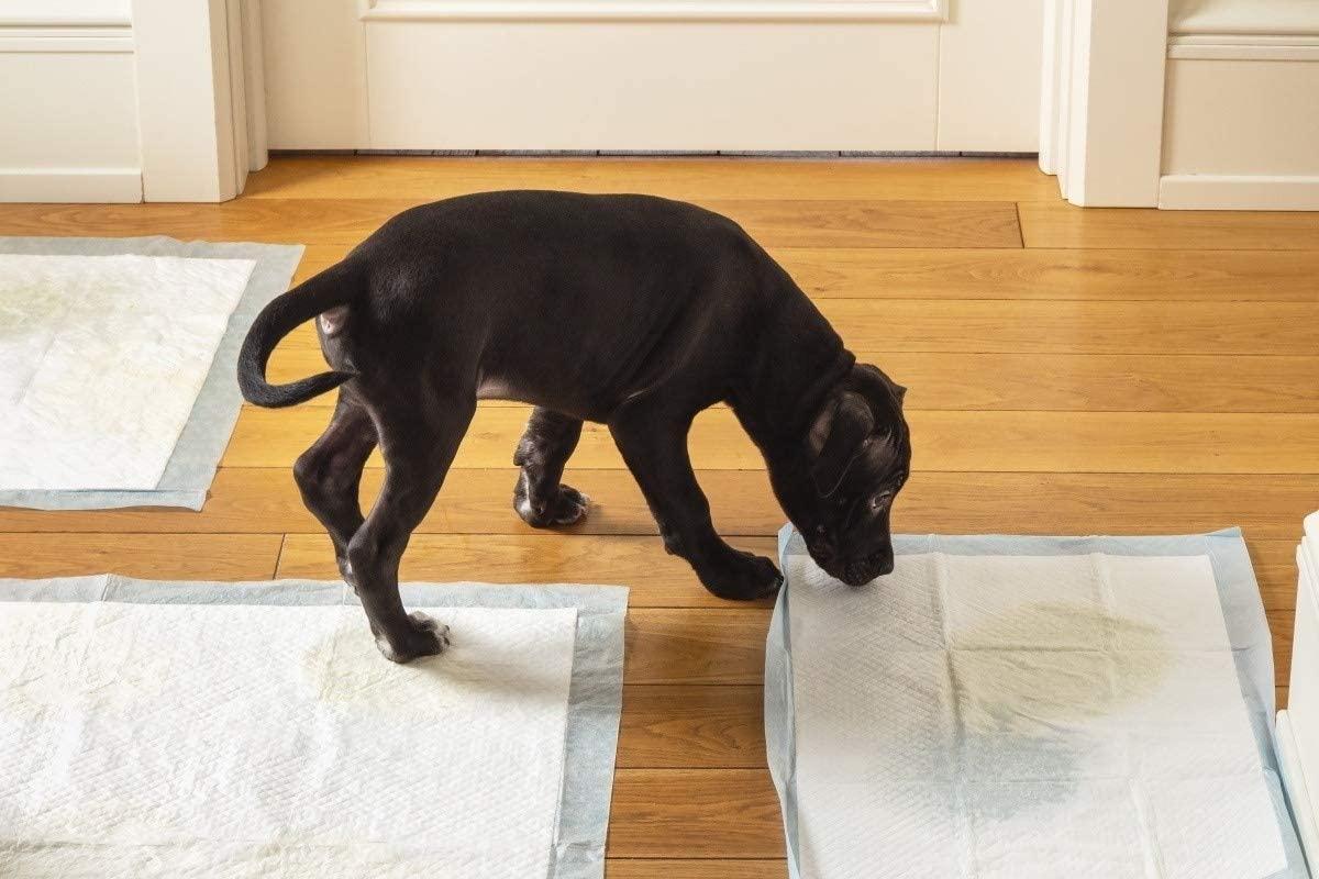 thumbnail image 2 of 100-Pack Rabbit Pee Pads - Disposable Pet Training Pads For Small Animals (13x18 Inches) 2 of 13