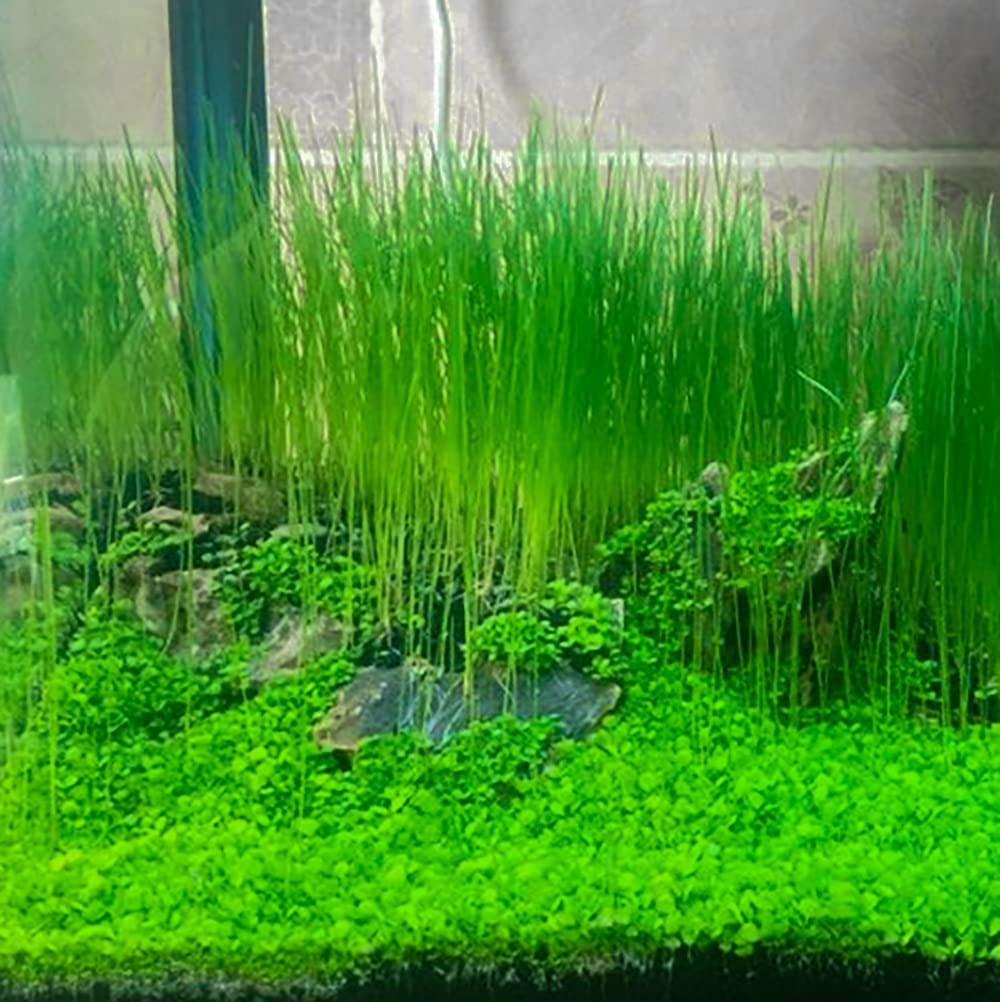 Aquarium Plants Seeds, Live Aquarium Grass Seeds for Fish Tank Freshwater,  Fast Growing Aquarium Carpet Seeds Mini Leaf & Hair Grass Small Pearl