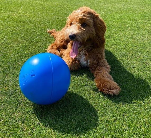Boomer Ball Indestructible Dog Ball for Energetic Dogs Durable