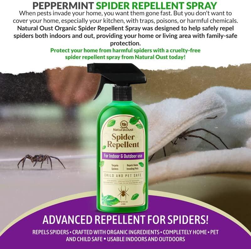 Peppermint Oil Deterring Spiders Naturally