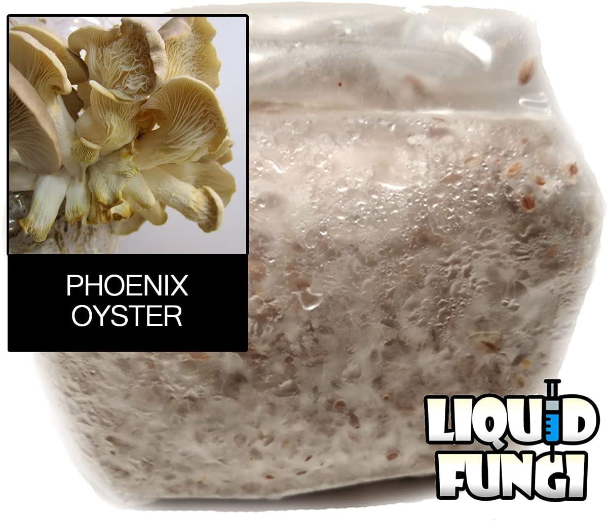 Phoenix Oyster Mushroom Grain Spawn 1 lb. Ready to Use