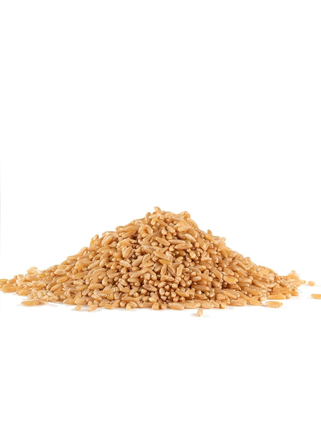 Organic Kamut Khorasan Wheat Berries 24 oz Pack Nutritious Whole Grain Superfood