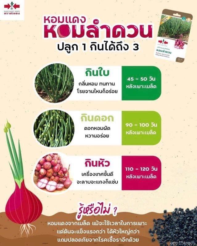 Premium Thai Onion Shallot Seeds HighQuality Seeds for Home Gardening