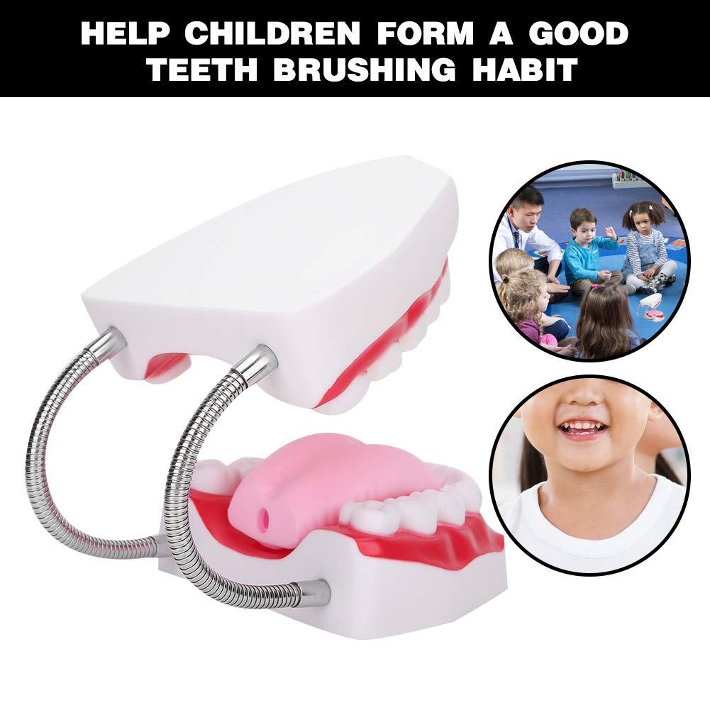 Portable Dental Model for Kids - Lifelike Teeth Brushing Demonstration ...