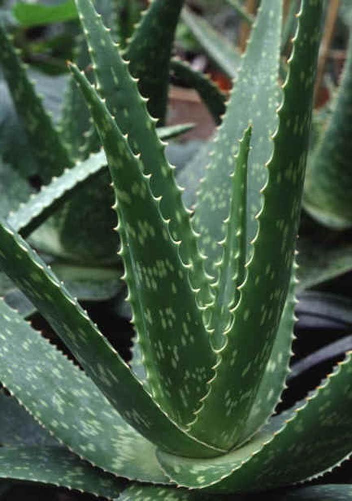 3 Pounds Organic Extra Large Aloe Vera Green Leaves - Barbadensis Plant |  Buy Now with Express International Delivery | GoSupps.com
