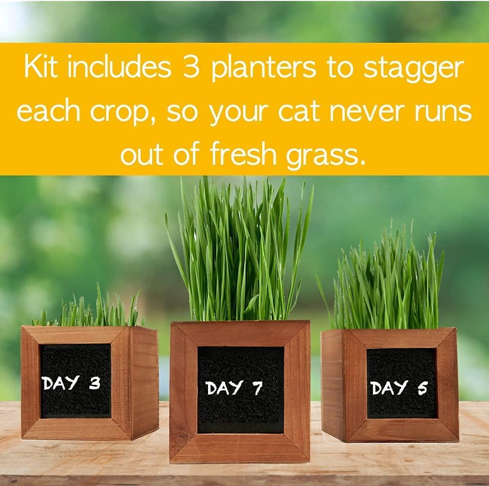 Certified Organic Cat Grass Kit with 3 Wooden Planters Perfect Gift