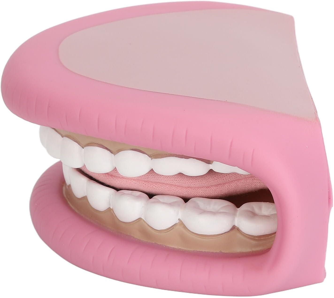 Model Teeth with Tongue - 28 Teeth Children's Tooth Model for Dental ...