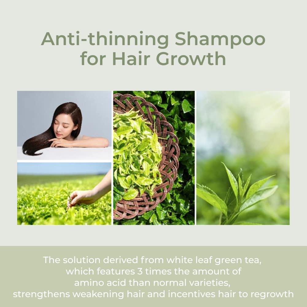 AMOS PROFESSIONAL The Green Tea Shampoo Refresh [For Oily Scalp]   (500g) | Anti-Thinning and Anti- Hair Loss Shampoo for Hair Growth and  Cleanse Excess Sebum | Korean Hair Salon Brand Refresh -