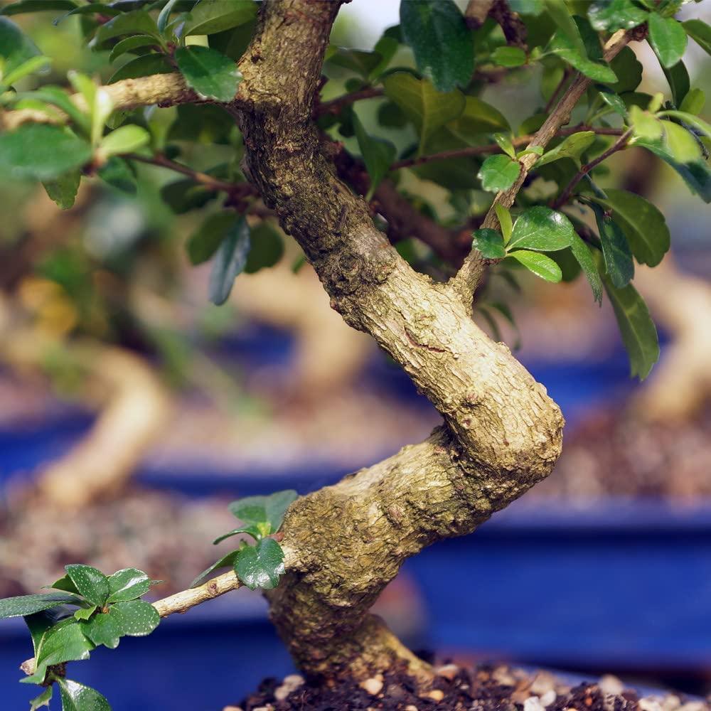 Brussel's Bonsai Live Fukien Tea Indoor Bonsai Tree - 6 Years Old, 6-10  Tall - Medium Plastic Grower Pot | Buy Now with Express International  Delivery | GoSupps.com