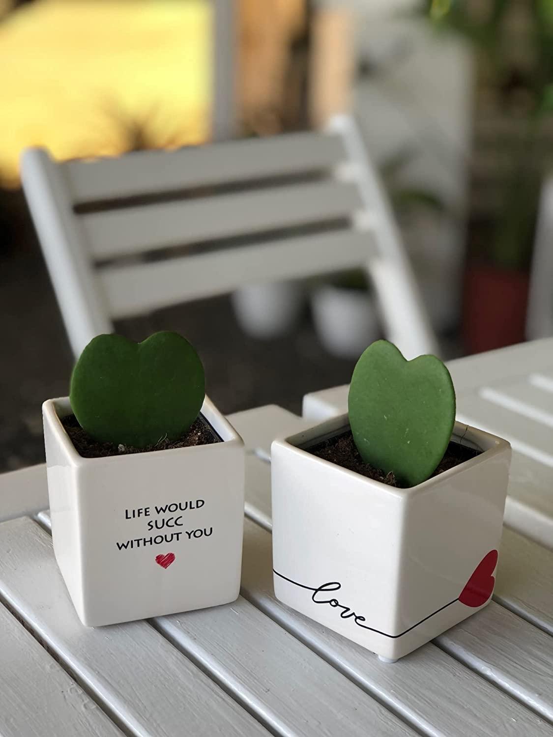 Costa Farms Live Indoor Hoya Heart - Thumbnail 2