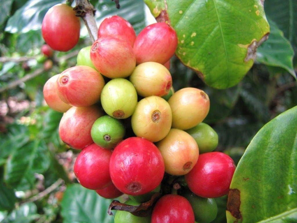 Semi Peperoncino Ember Esplosivo | Varietà Esotica E Bella | Ch 049 | 10+ Semi Freschi
