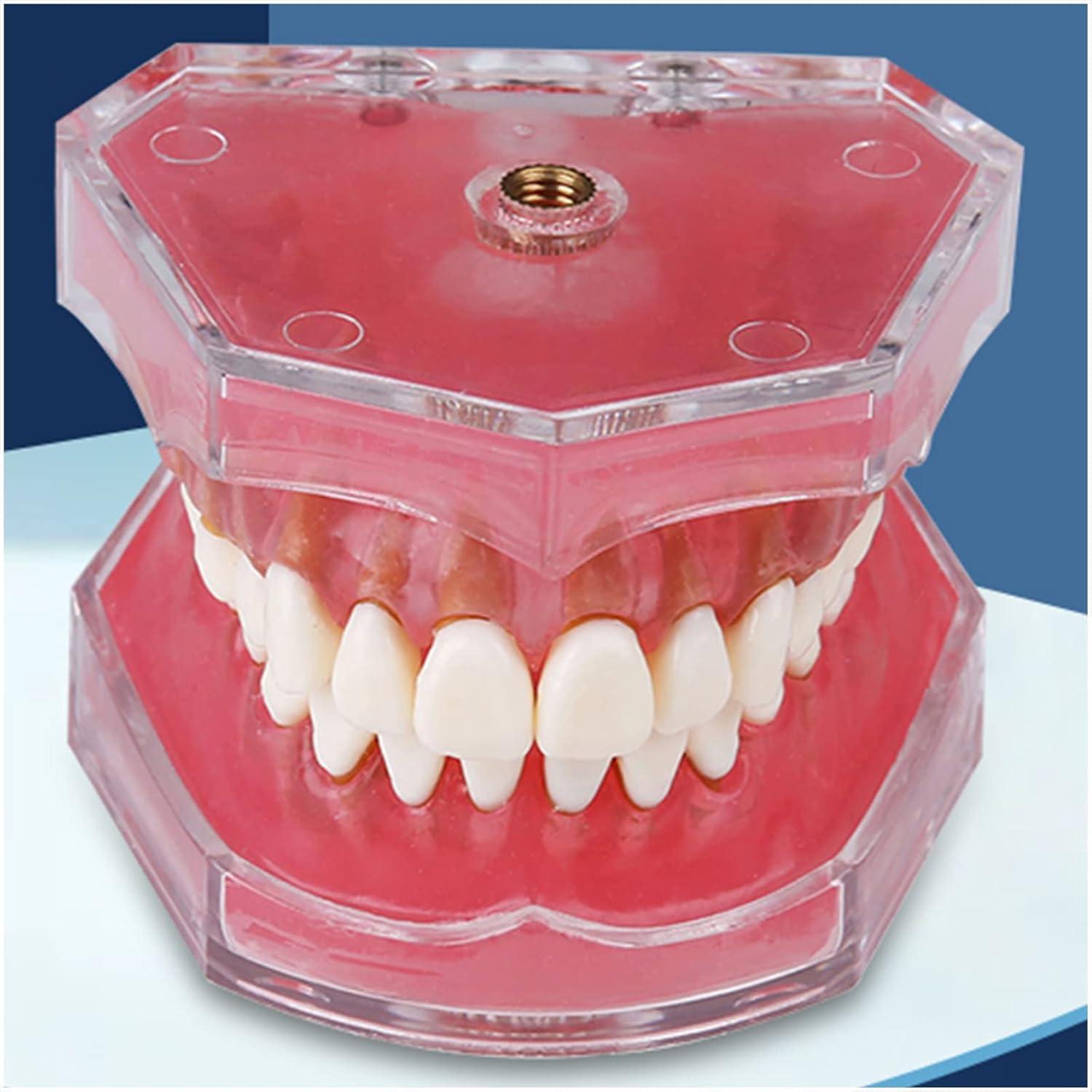 Tooth Lessons Model - Dental Simulation & Standard Practice ...