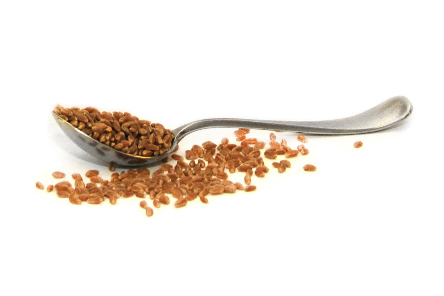 Be Still Farms Organic Hard Red Wheat Berries (5lb) Bulk Wheat