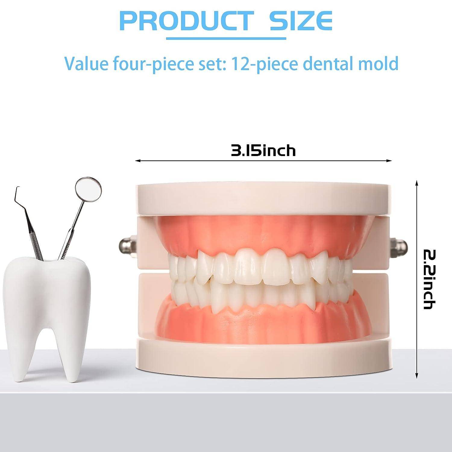 Dental Adult Teeth Model Full Mouth 1:1 Permanent Tooth Model With Root Upper Lower Teeth Demonstration Teaching Studying Models