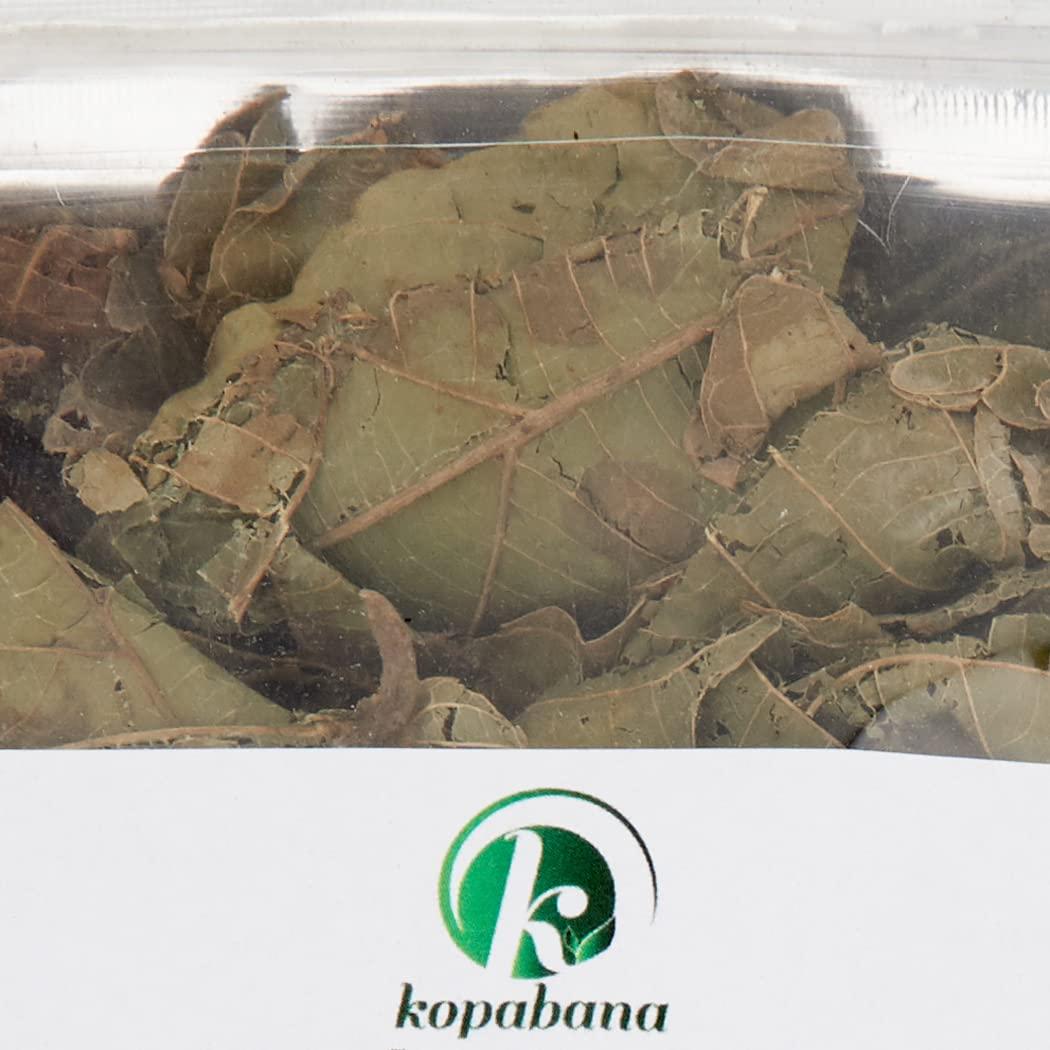 KOPABANA GREEN Djeka Leaves Ogymama Alchornea Cordifolia Dry