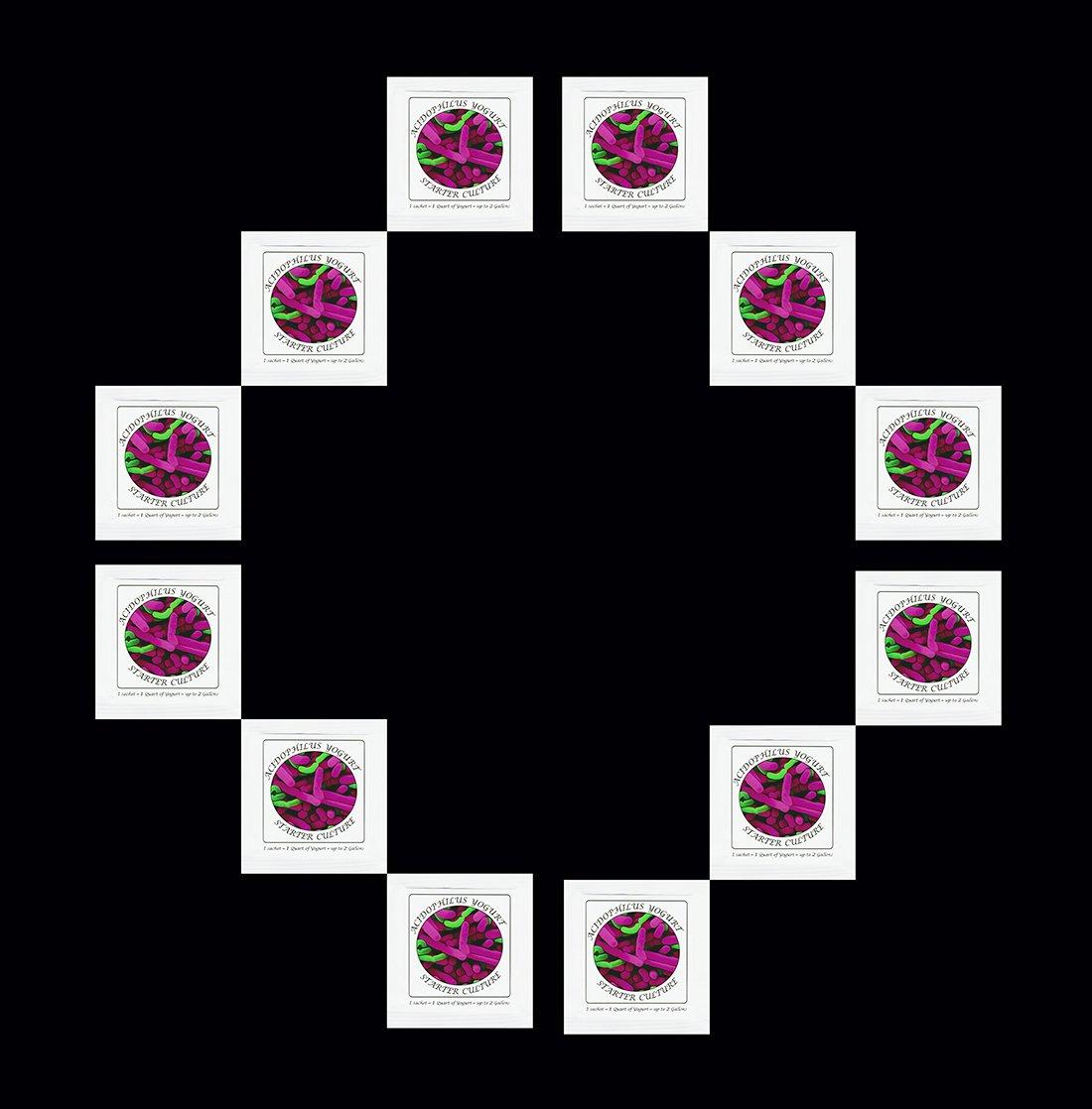 Yogurt Starter Cultures Pack of 12 Freezedried Culture Sachets for