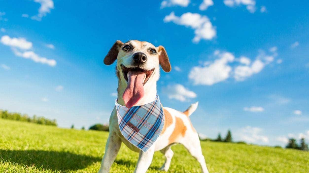 Blue DOIT Dog Bandana Triangle Bibs Scarf Small Medium