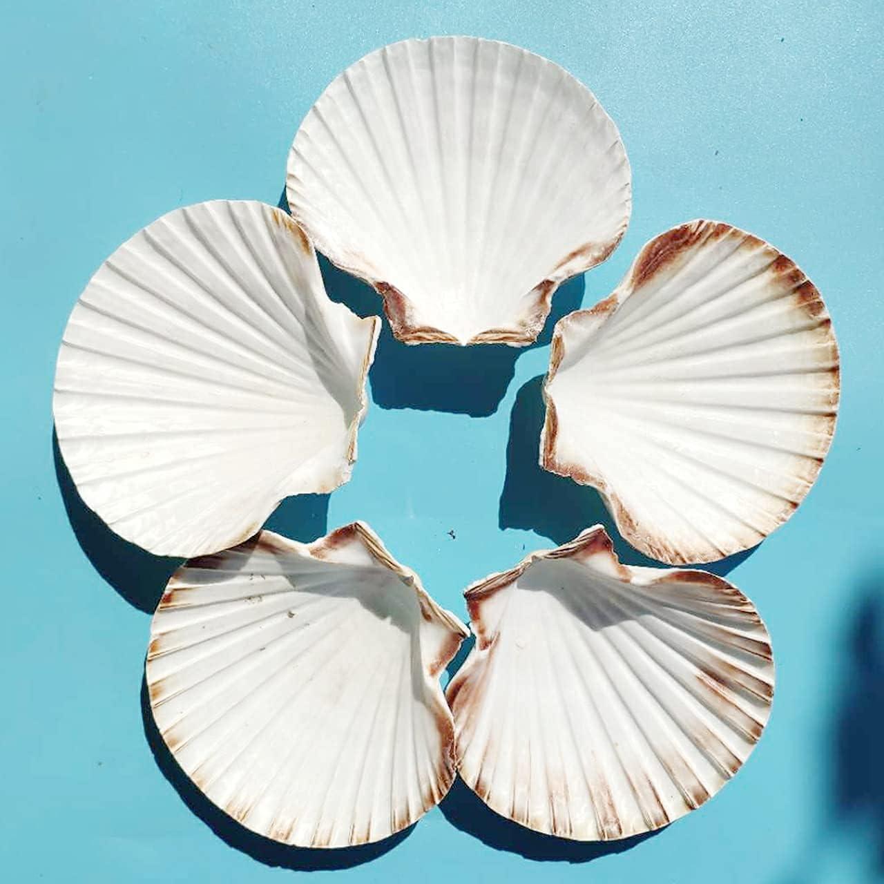  HOHUCRAB 6pcs 4-5inch Scallop Shells, Natural Large Scallop,  Sea Shells for Crafting, Seashells Beach Decorations for Home, Beaching  Wedding Decoration : Home & Kitchen