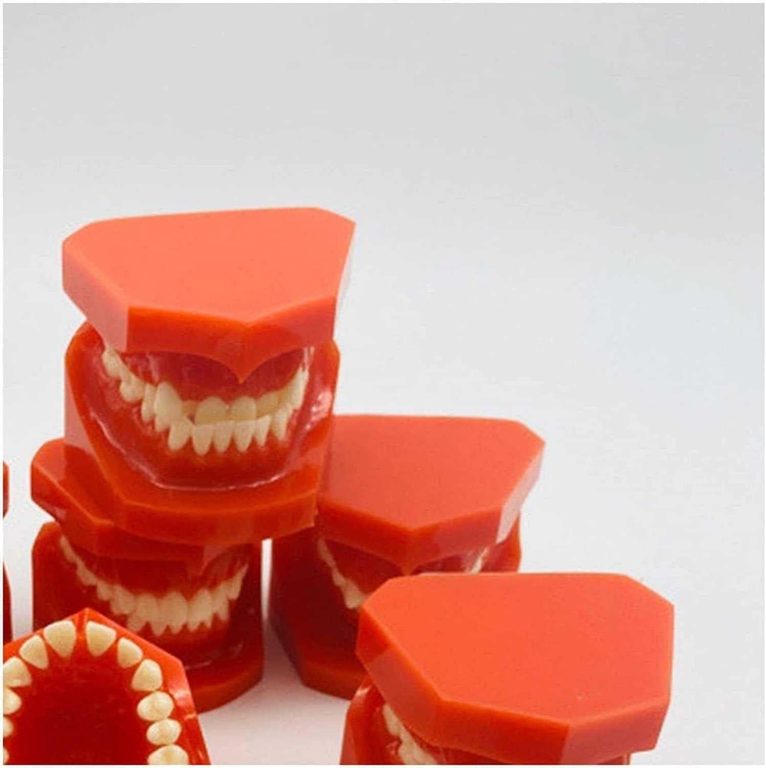 Teeth Educational Model - Orthodontic Classification & Lesson Model for ...