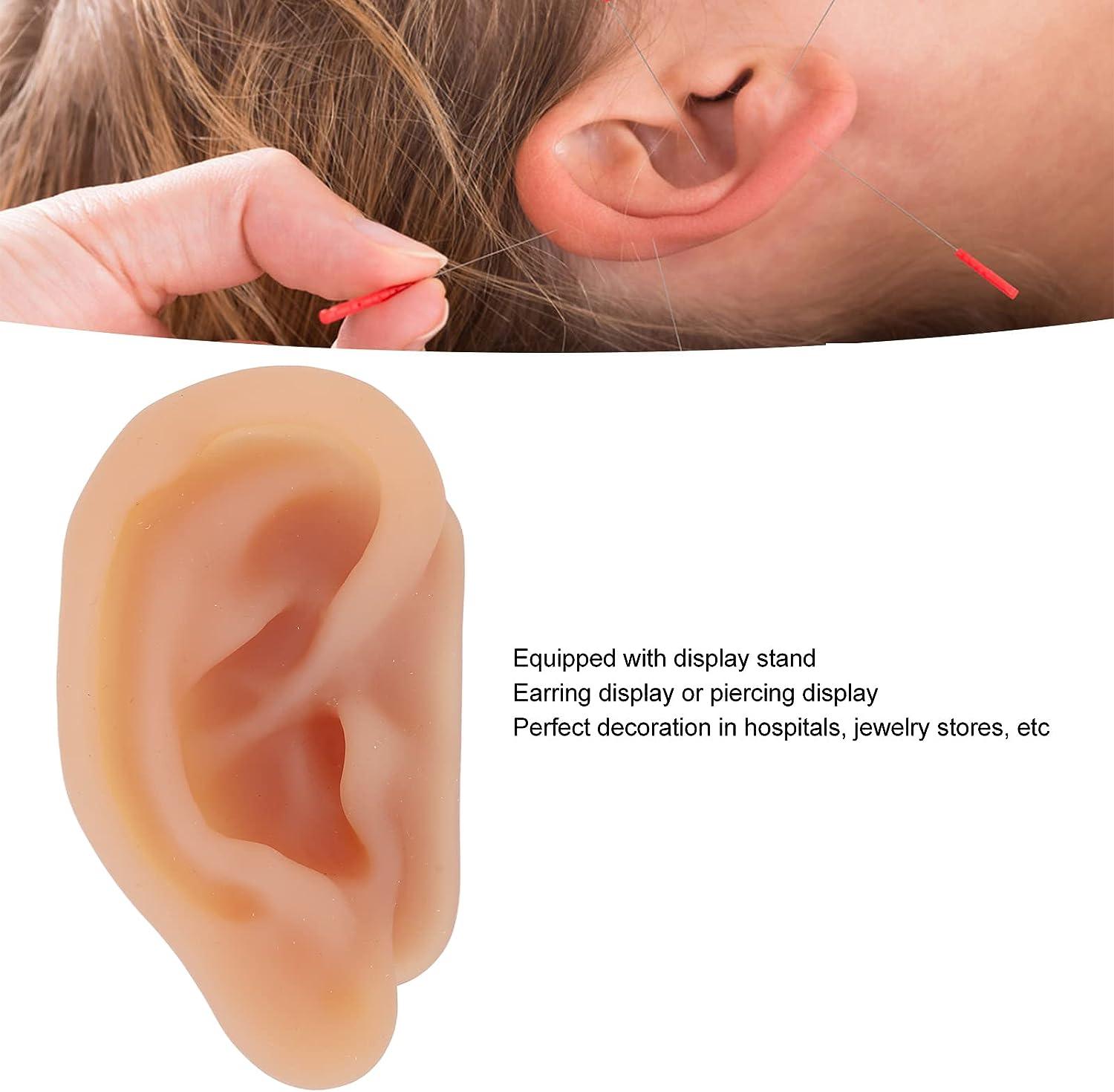 Ear Model Silicone Simulated Ear Model Ear Model with Display Stand