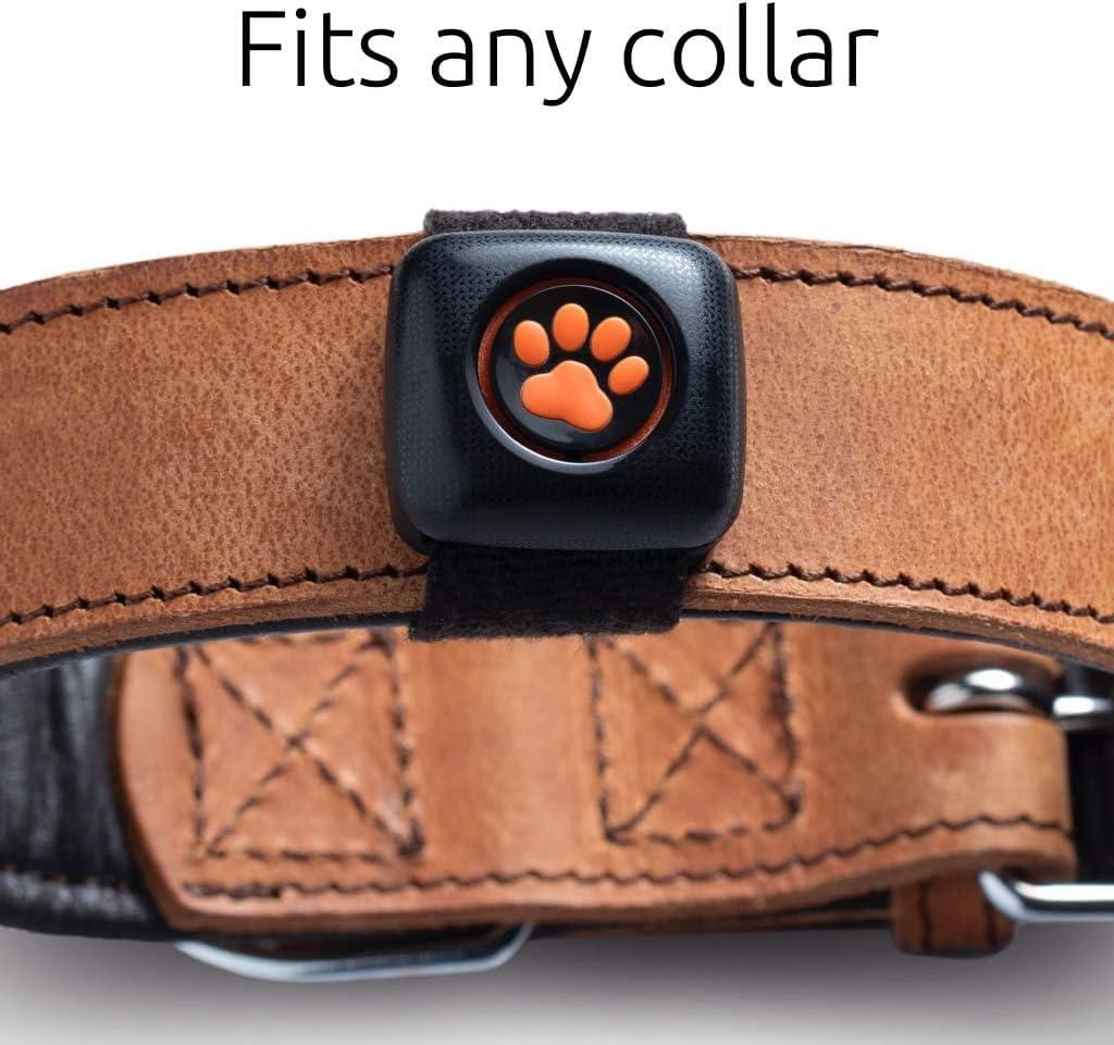 PitPat Monitor Attività E Fitness Cane (senza GPS) - IT