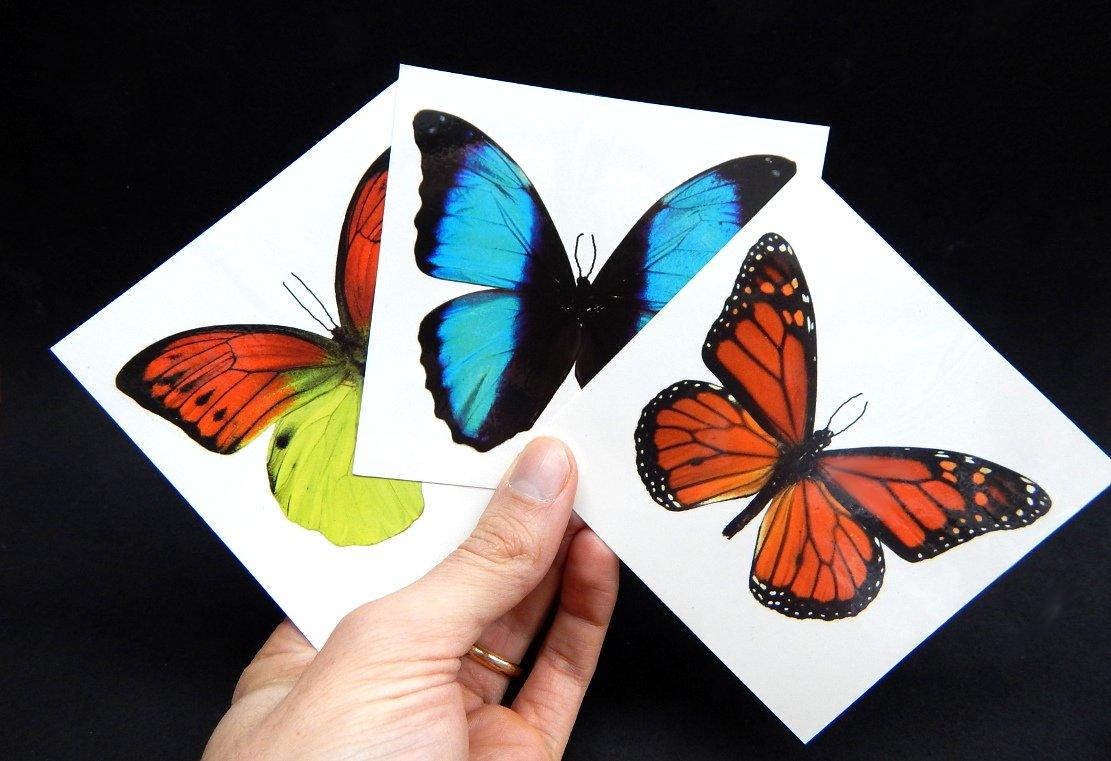 Butterfly Tattoos - 10 Sheets – Butterfly Utopia