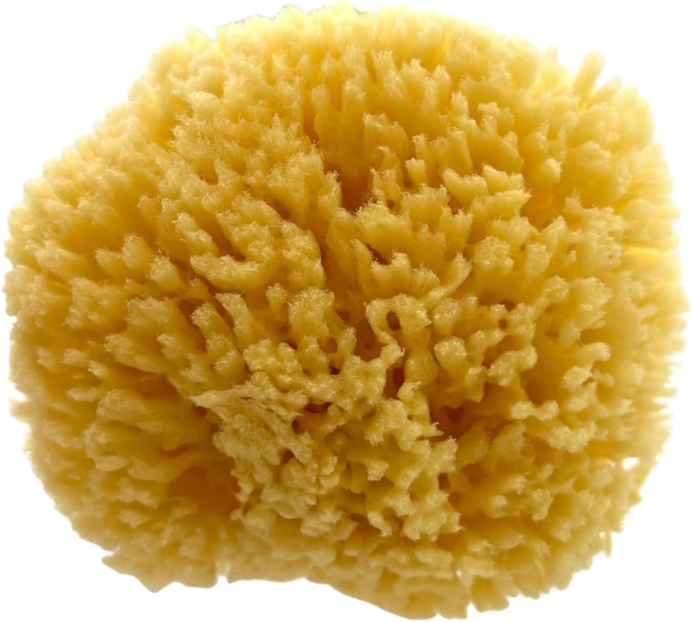 ideelz XFO Sea Sponge (Medium 4.5) All Natural Yellow Sponge Natural Loofah  Sponge for Bathing Scrubbing and Exfoliating - Great Face Scrubber and  Shower Scrubber - Grown Off The Coast of The USA