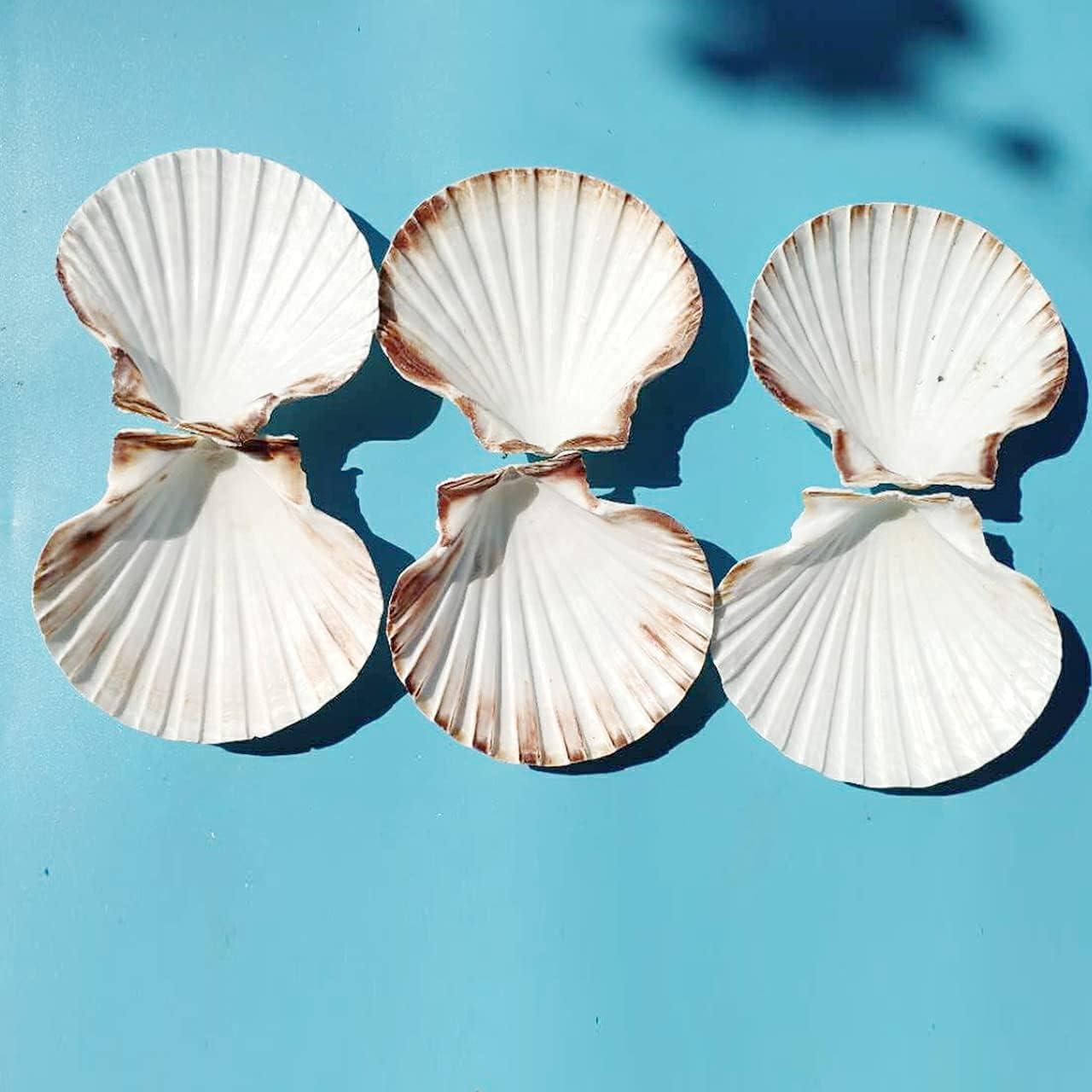 10 PCS 4-5 inch Large Scallop Shells Baking Sea Shells Large Natural White Scallop  Shell From Sea Beach For DIY Craft Decor XL-LARGE-1
