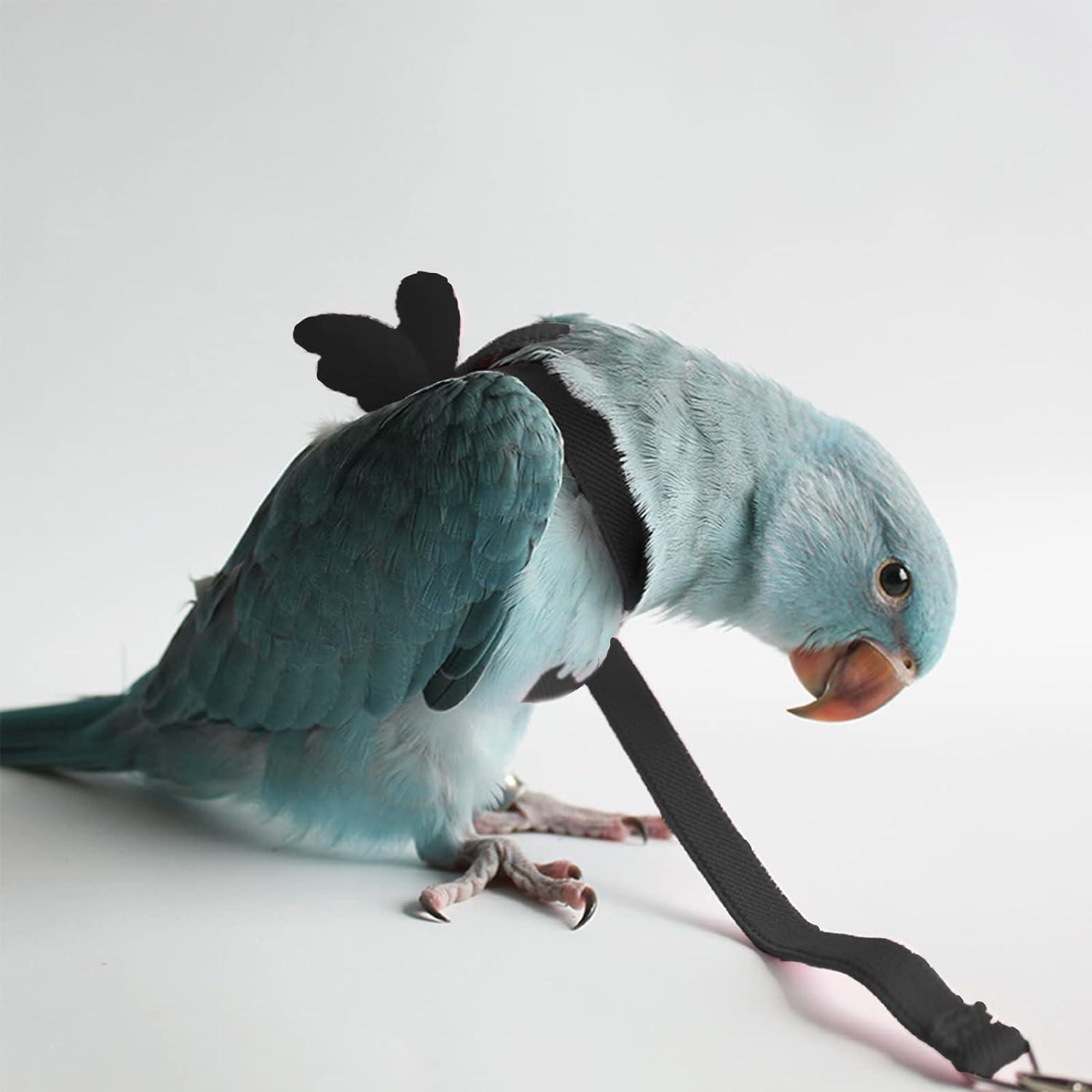 African Grey Parrot Trained Birds For Sale Timneh African Grey Male