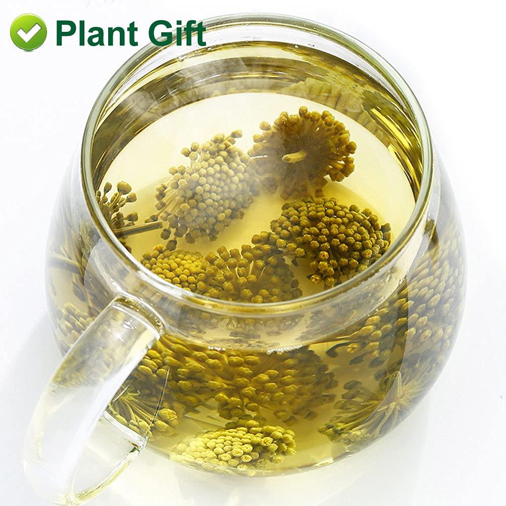 Buy Panax Notoginseng Flower Tea 60G | Premium Tienchi Notoginseng ...