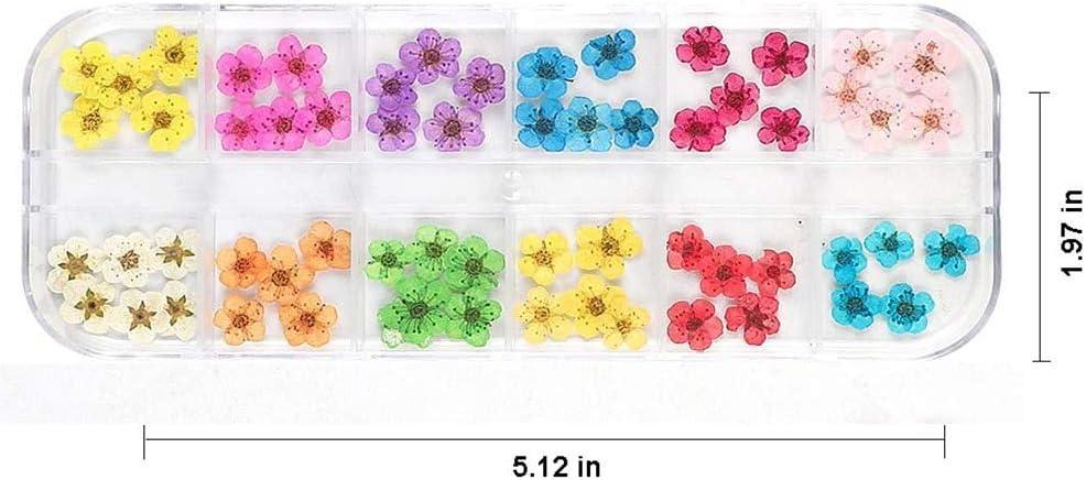Deago 12 Colors Dried Flowers for Nail Art 3D Dry Flowers Nail Stickers  Colorful Natural Real Flower Nail Decals Nail Art Supplies (Type A) 