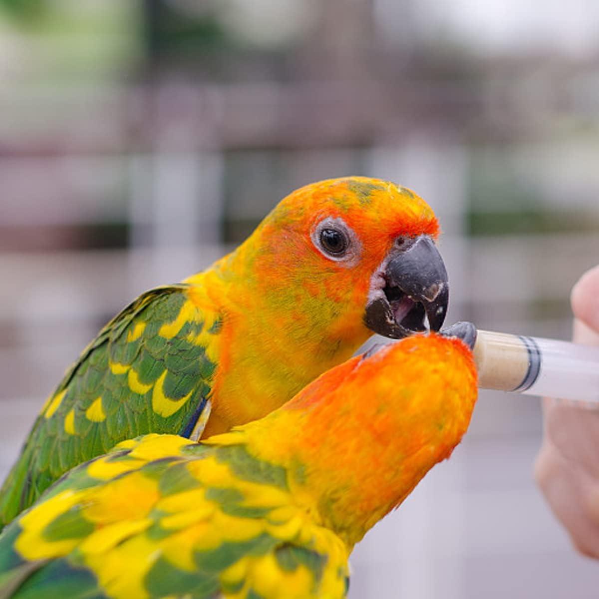Bird Feeding Syringe Set Baby Birds Syringe Feeder Parrot Feeding ...