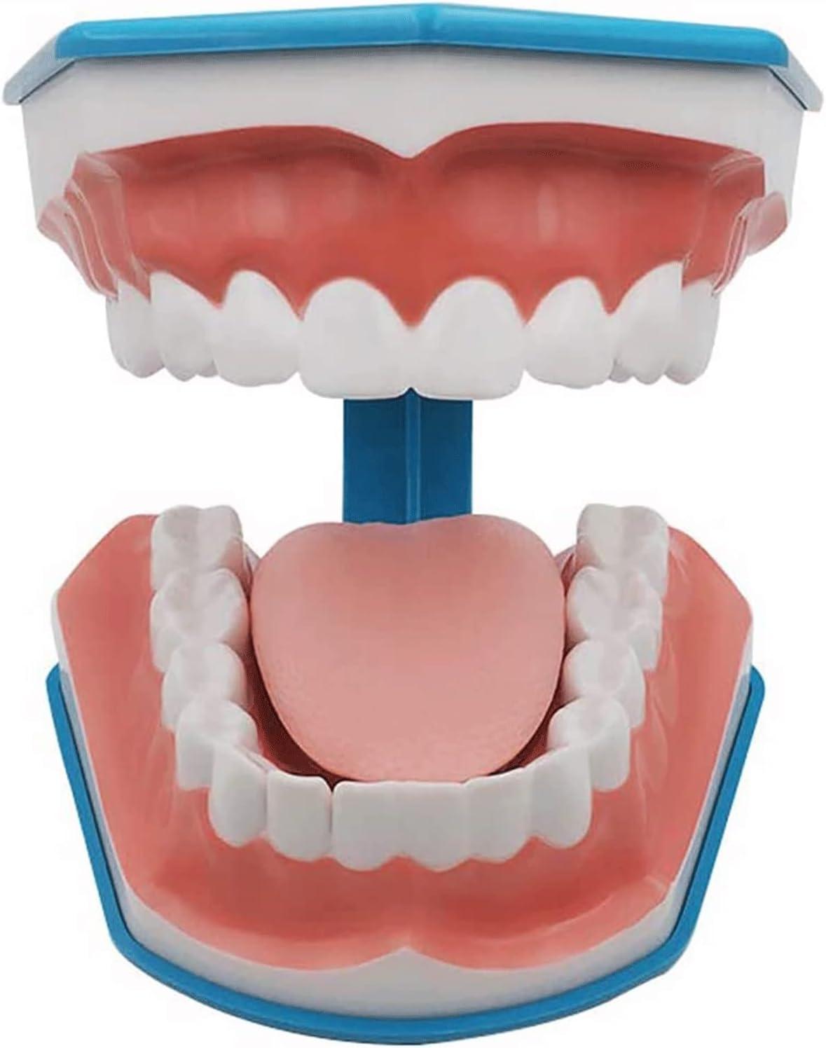 BFEIWGHA Teeth Model - Standard Dental Study Tool | 6X Enlarged Mouth ...