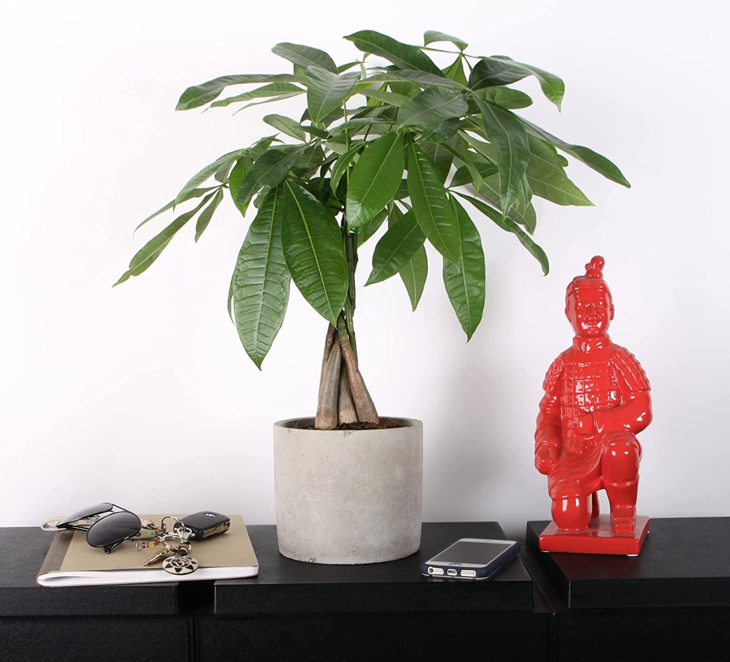 Costa Farms Money Tree Live Houseplant - Thumbnail 2