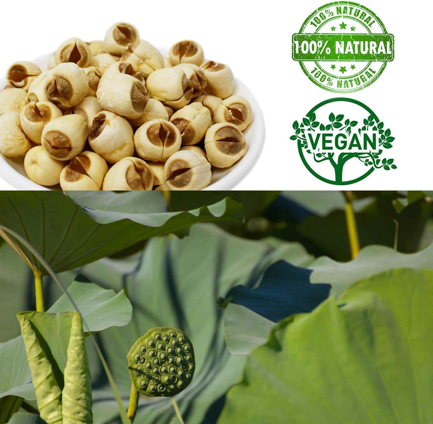 DOL Natural Dried Lotus Seeds Packed In USA 16 Ounce 1 Pound (Pack of 1) |  Buy Now with Express International Delivery | GoSupps.com