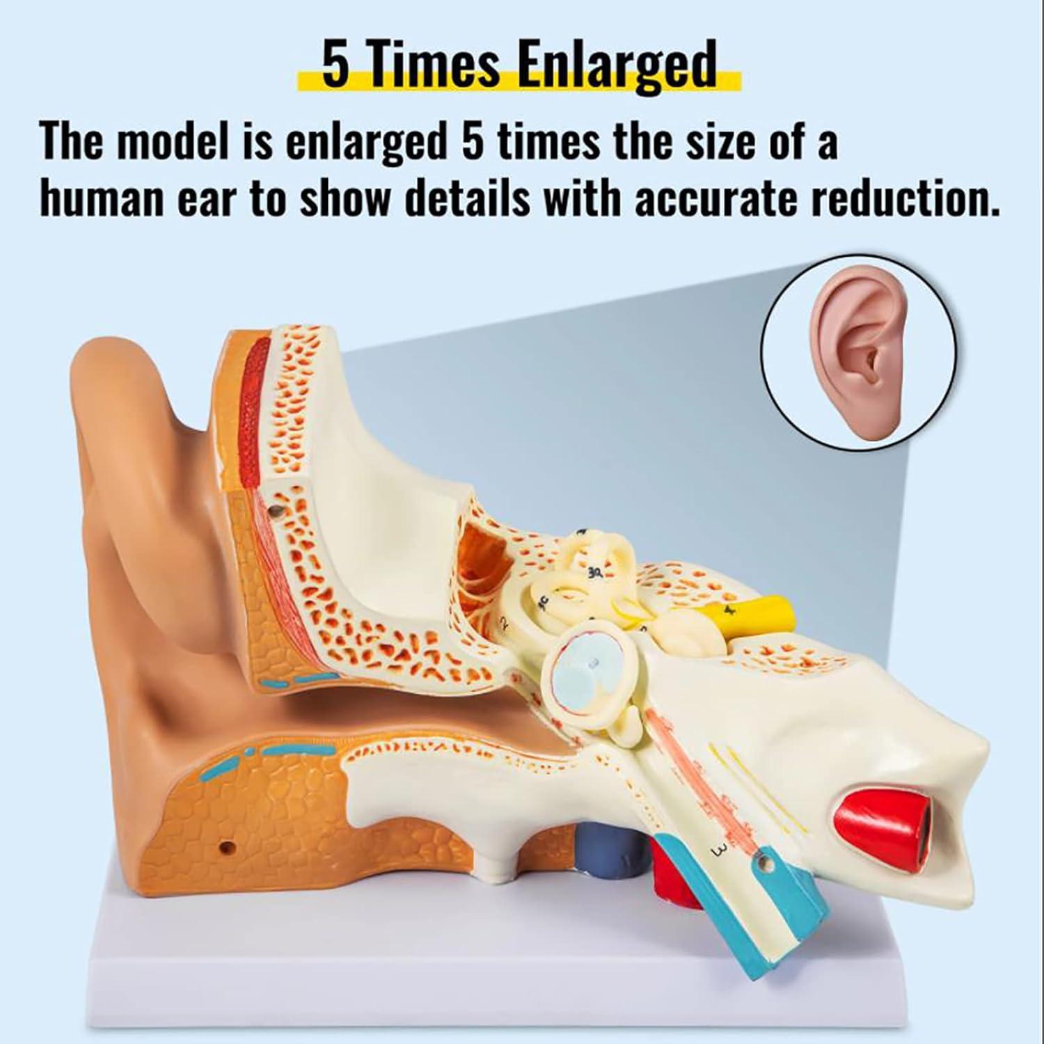 Human Ear Model 3D Model of Ear Display Outer Middle Inner Ear Model ...