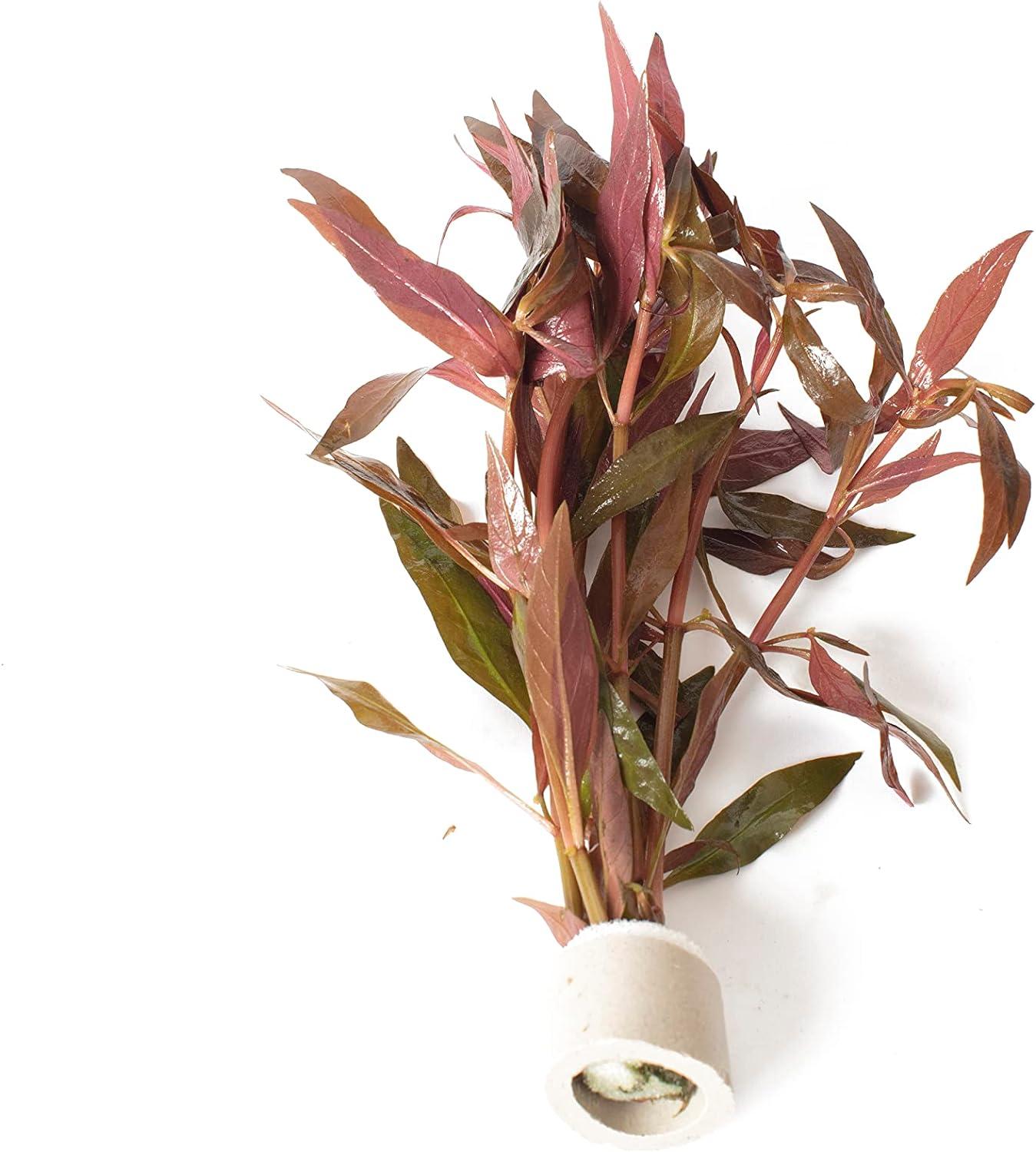 Live Plants - Aquariums & Accessories - Fish & Aquatic Pets - Pet Supplies - Categories