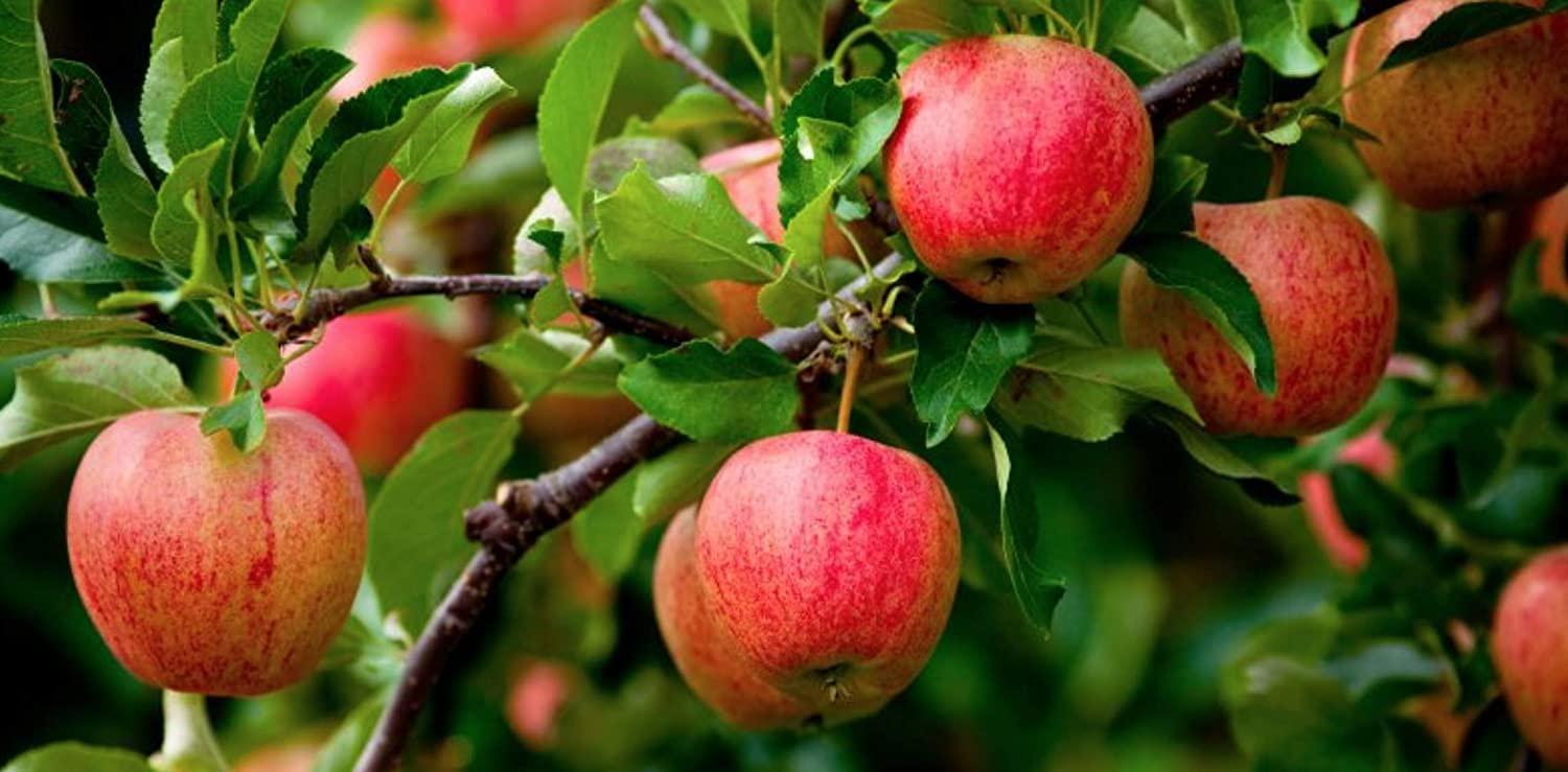 North Coast Organic Honeycrisp Apple Sauce 24oz (6 Pack) Pure & Delicious