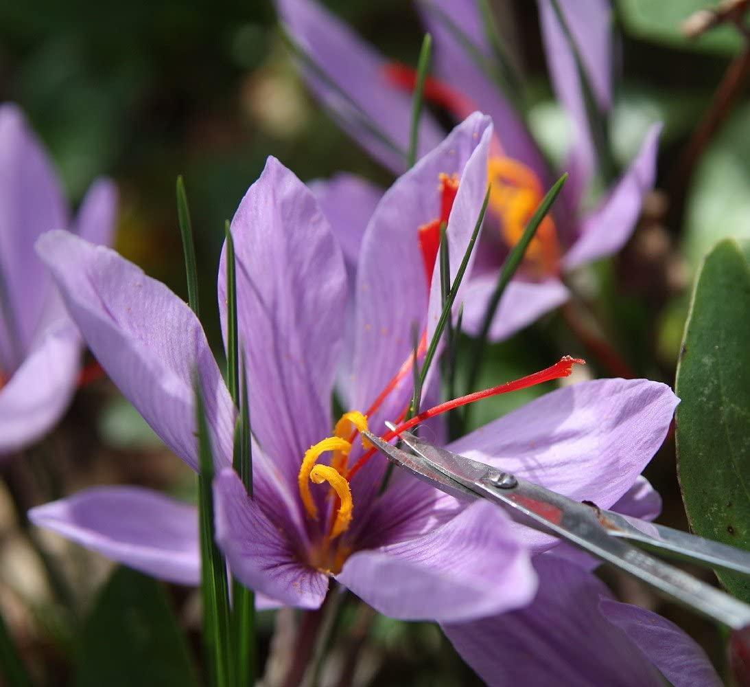 Saffron Crocus 25 Bulbs + Saffron Bulb Food Crocus Sativus Immediate