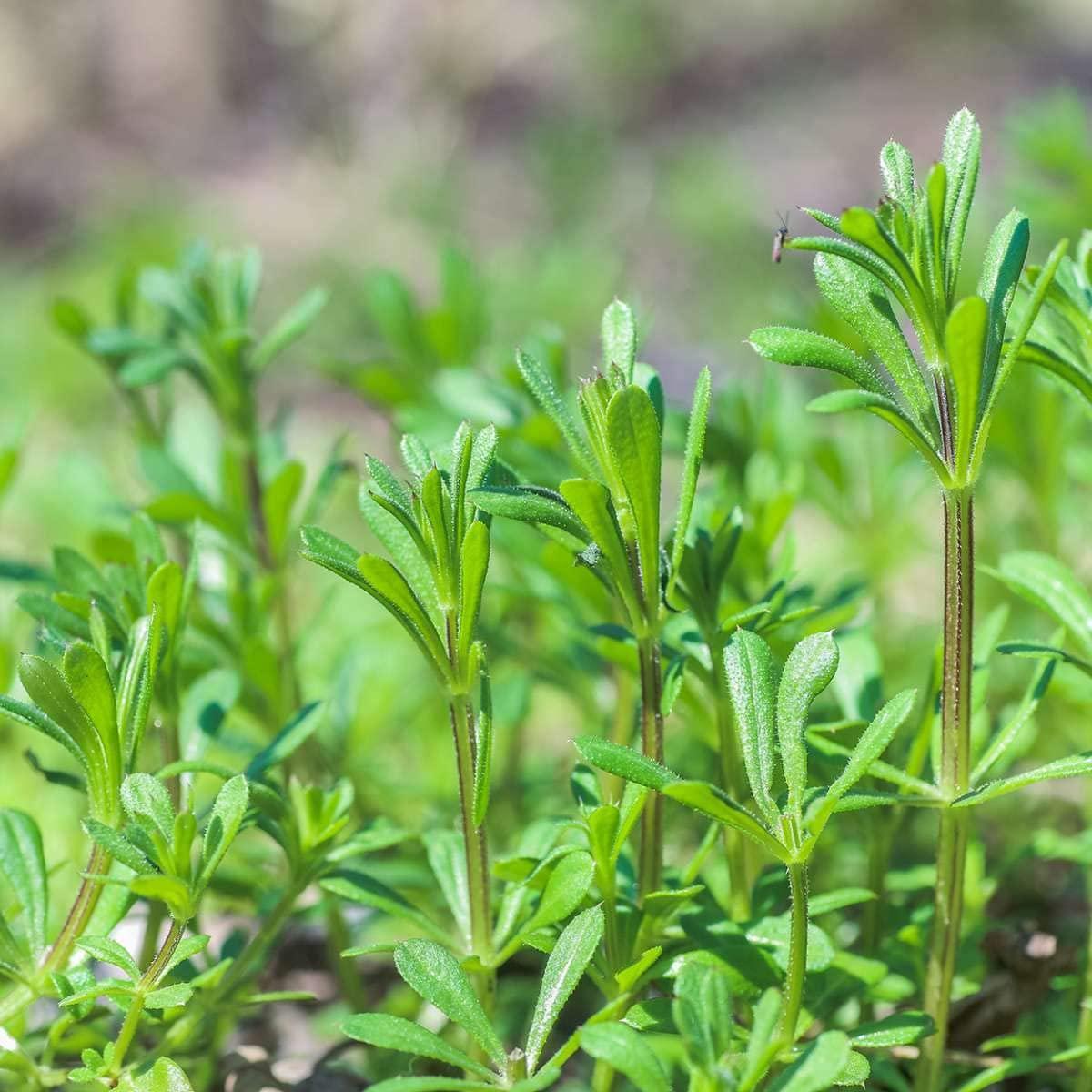 Buy Nature's Answer Cleavers (Galium Aparine) 2000 mg 1 fl oz (30 ml