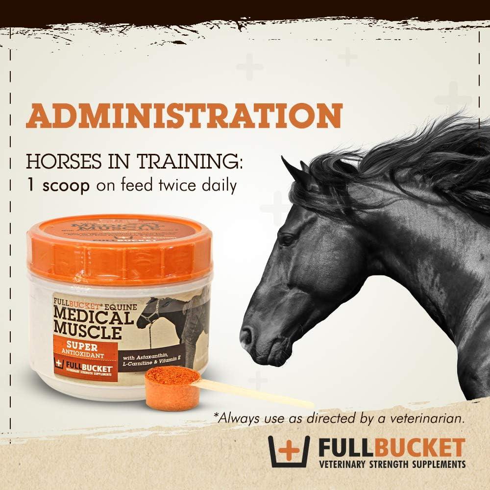 Equine Medical Muscle Recovery - Best Athletic Supplement for Horse  Performance & Muscle Recovery | Buy Now with Express International Delivery 