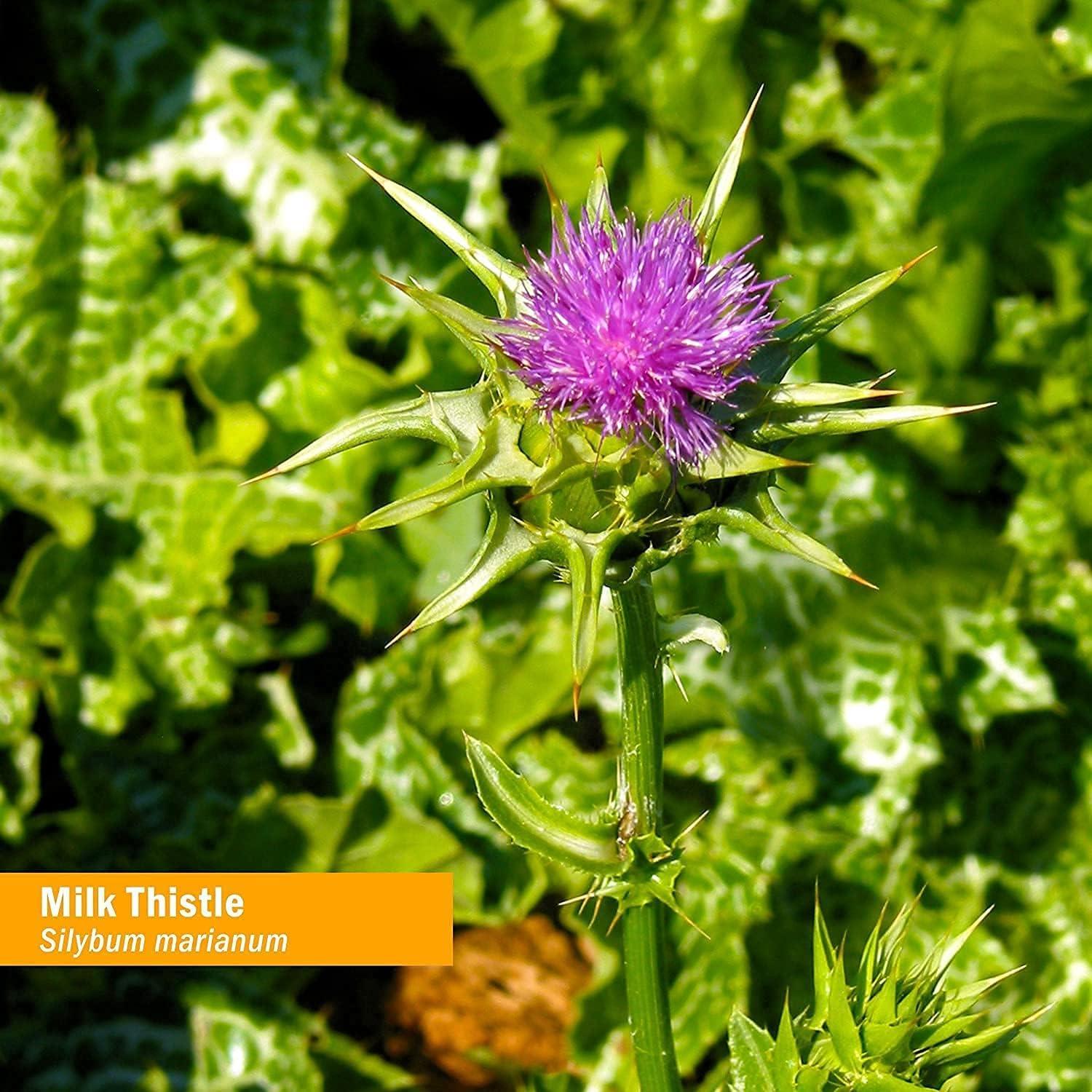 Herb Pharm Milk Thistle Seed Extract for Liver Function Support 4