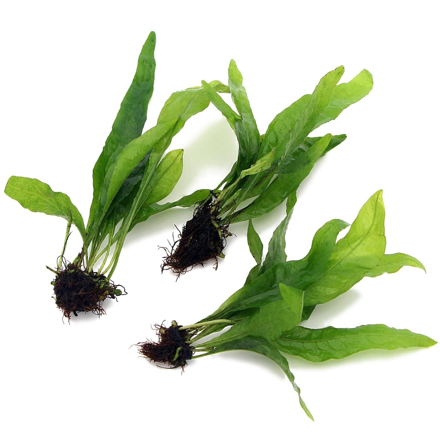 3X Java Fern Live Aquarium Plants Microsorum Pteropus 3 Stem Rhizome ...