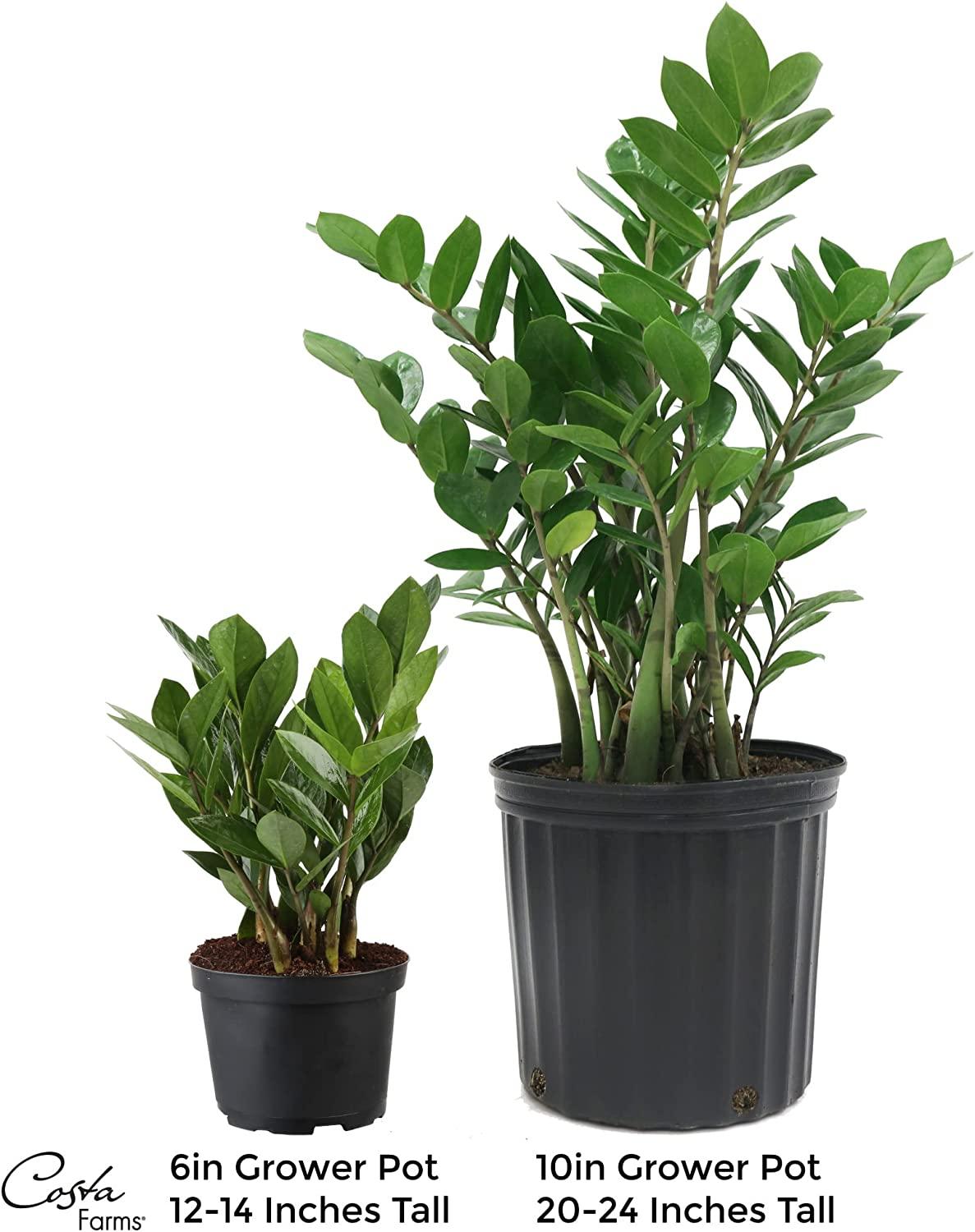 Costa Farms Raven ZZ House Plant - Thumbnail 2