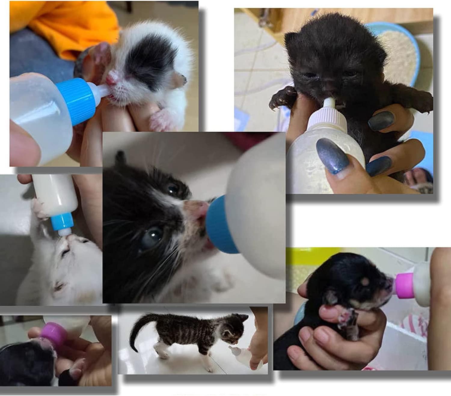Kitten teats and bottles top